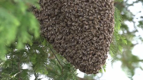 Honeybees swarming in a tree Vidéo 169346974