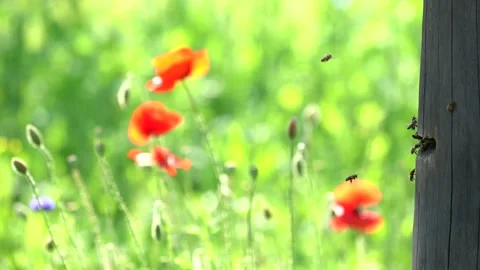 Honeybees wide Stock Footage 131892103