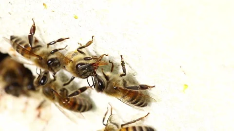 Honeybees at work at the entrance of the beehive Stock Footage