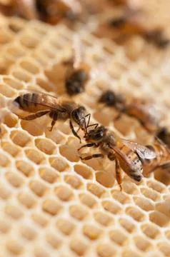 Honeybees at work 스톡 사진