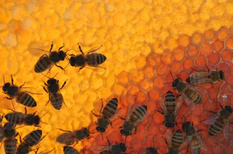 Honeybees at work Stock Photos