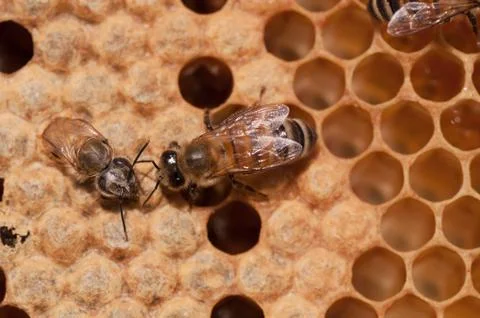 Honeybees at work Stock Photos