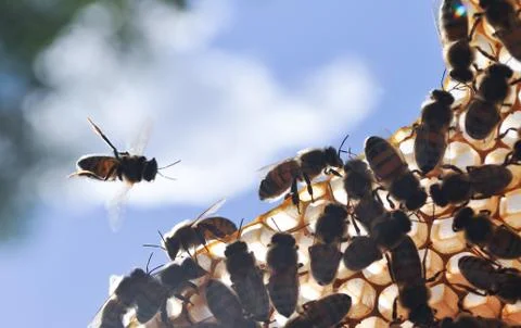 Honeybees at work Stock Photos