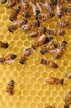 Honeybees at work Stock Photos