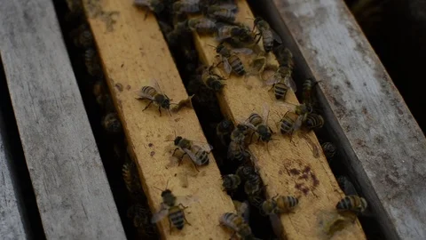 Honeybees working in a hive Stock Footage 108339418