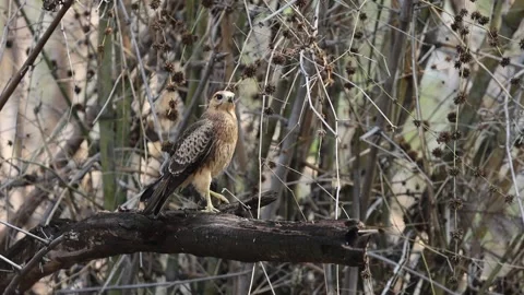 HoneyBuzzard on a tree calling for its mate Stock Footage 278520168