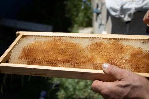 Honeycomb 1 Stock Photos