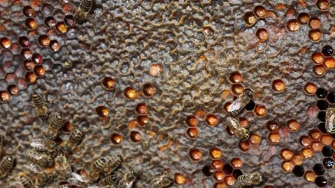 Honeycomb and bees in a beehive close up Stock Footage 318900896
