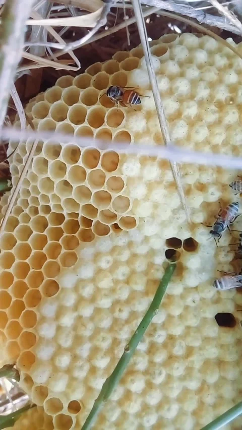 Honeycomb and bees Stock Footage 171094585