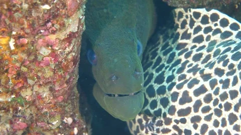 Honeycomb and green moray eels sharing reef cavity Stock Footage 327552196