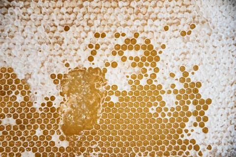 Honeycomb background. Beekeeping concept. Stock Photos