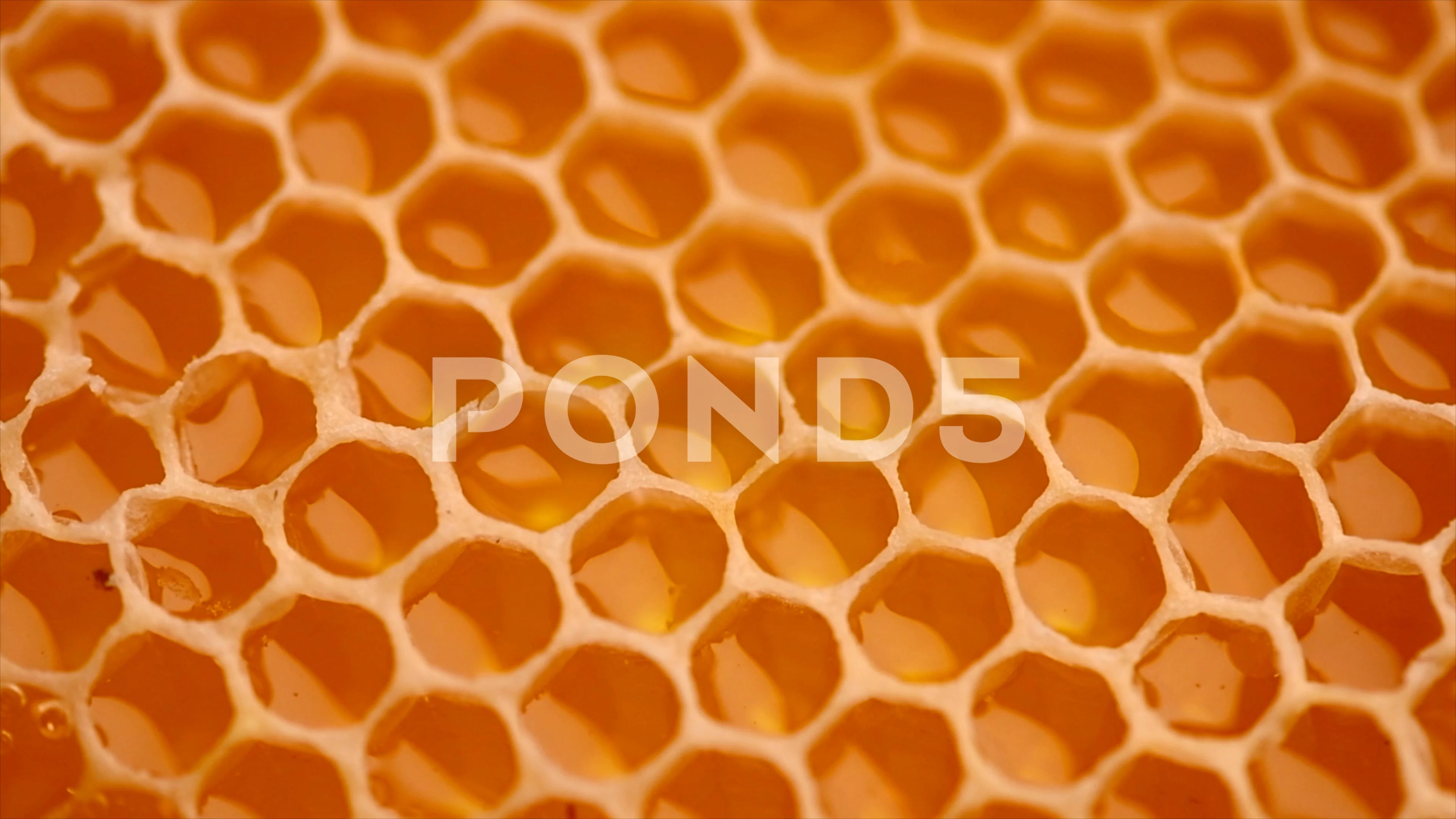  Honey Combs