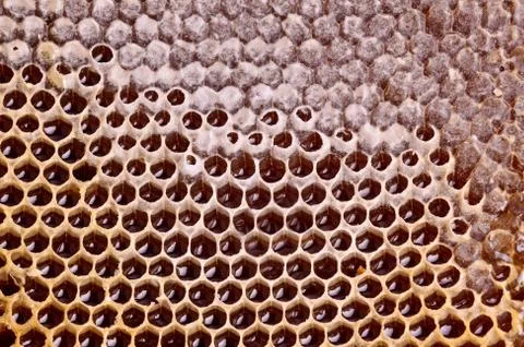 Honeycomb background Stock Photos
