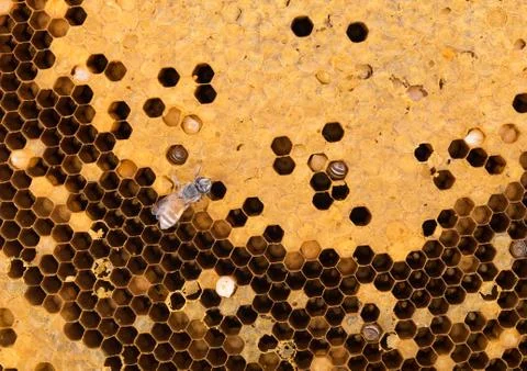 Honeycomb background 写真素材