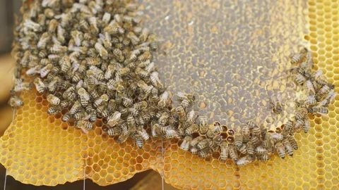 Honeycomb with bee bread. Bees pack hone... | Stock Video | Pond5