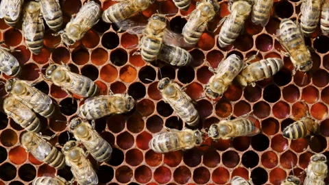 Honeycomb with bee bread. Honeycomb with colorful perga. Bees pack honeycomb Stock Footage 247983000