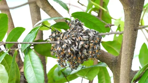 Honeycomb with bee colony on tree Vidéo 153254395
