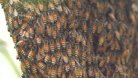 Honeycomb bee Stock Footage 71258939