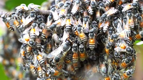 Honeycomb of bee insects on tree in nature Stock Footage 153251633