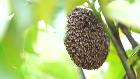 Honeycomb bee on the tree Stock Footage 71165299