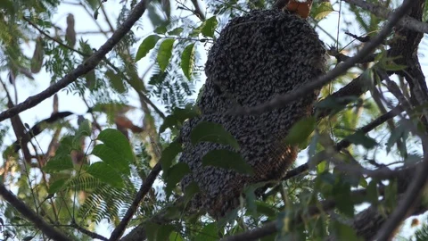 Honeycomb Bee On The Tree Stock-Footage 124483173