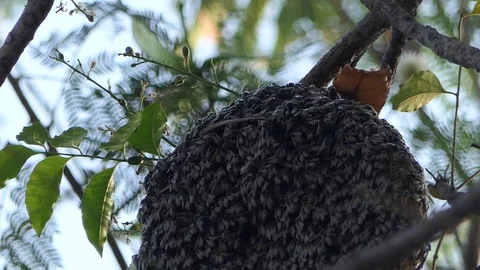 Honeycomb Bee On The Tree Stock Footage 124516186