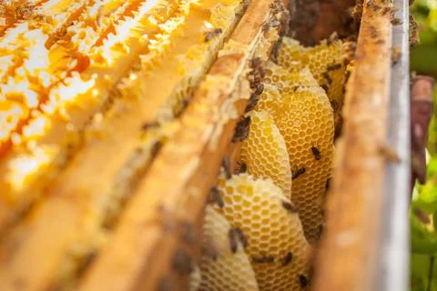 Honeycomb, beehive frame, raw honeycomb frame with honey Stock Photos
