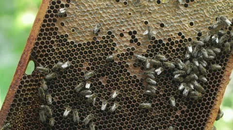 Honeycomb with bees and honey HD Stock Footage
