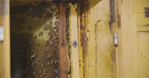 Honeycomb with bees in the beehive, static close up shot. Stock Footage 132485792