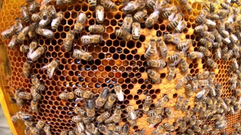 Honeycomb with bees. The bees pack honey comb with bee bread. Apitherapy. Stock Footage 134887794