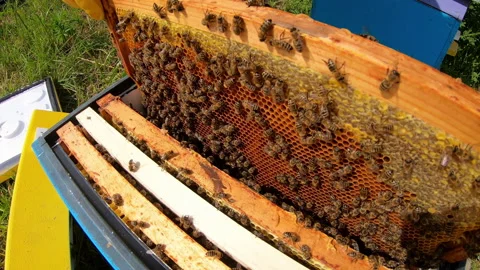 Honeycomb with bees. The bees pack honey comb with bee bread. Apitherapy. Stock Footage 134887818