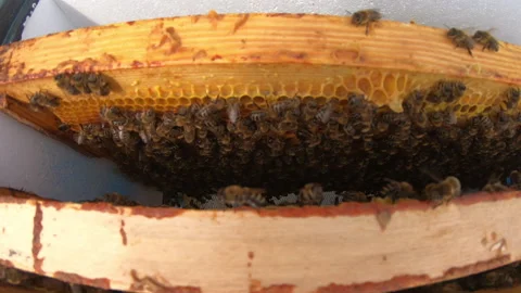Honeycomb with bees. The bees pack honey comb with bee bread. Apitherapy. Stock Footage 134887947