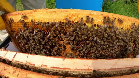 Honeycomb with bees. The bees pack honey comb with bee bread. Apitherapy. Stock Footage 134888542