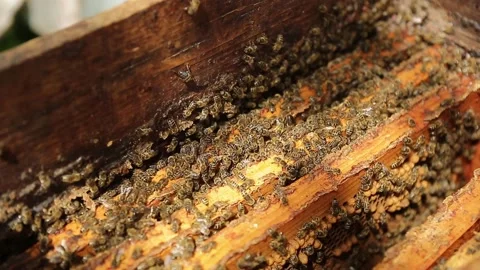 Honeycomb with bees. Bees work inside beehive. Close-up view colony of working 스톡 동영상 130673190