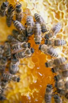 Honeycomb with bees (close-up) Stock-Fotos