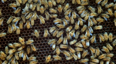 Honeycomb with bees Stock Footage 38362507