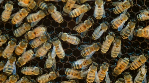 Honeycomb with bees Stock Footage 38366645