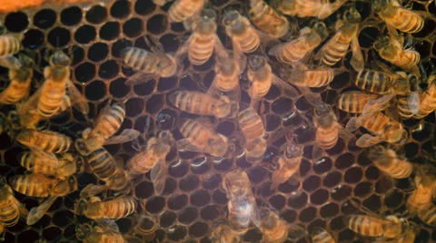 Honeycomb with bees Stock Footage 38367969