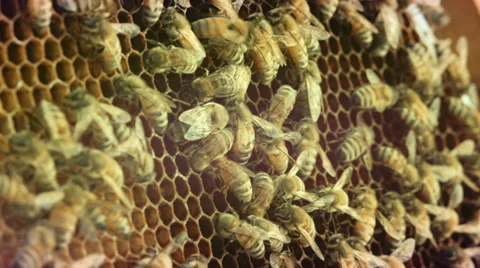 Honeycomb with bees Stock Footage 38375587
