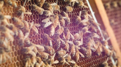 Honeycomb with bees Stock Footage 38376623