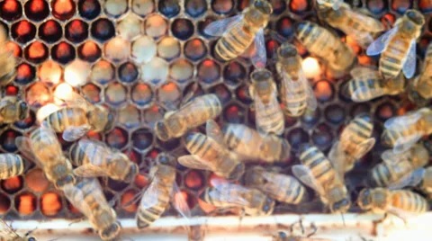 Honeycomb with bees Stock Footage 38376694