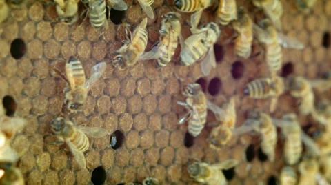 Honeycomb with bees Stock Footage 38376805