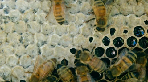 Honeycomb with bees Stock Footage 38377174
