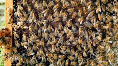 Honeycomb with bees Stock Footage 38377599