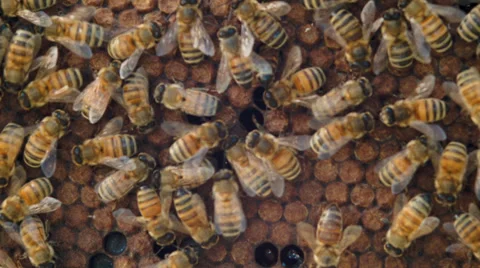 Honeycomb with bees Stock Footage 38377991