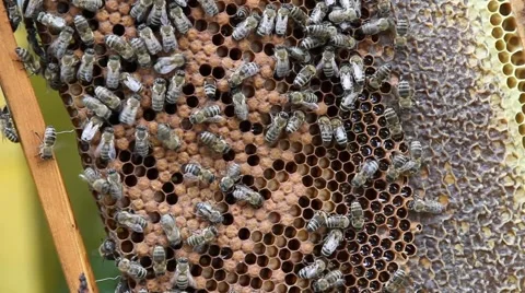 Honeycomb with bees Stock Footage 40477537