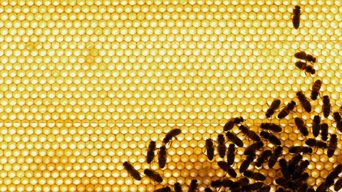 Honeycomb. Bees on the Frame in the Hive in the Apiary Stock Footage 77695615