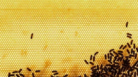 Honeycomb. Bees on the Frame in the Hive in the Apiary Stock Footage 77695700