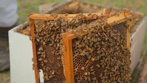 Honeycomb with bees at hive Stock Footage 111998047