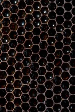 Honeycomb with bees Stock Photos